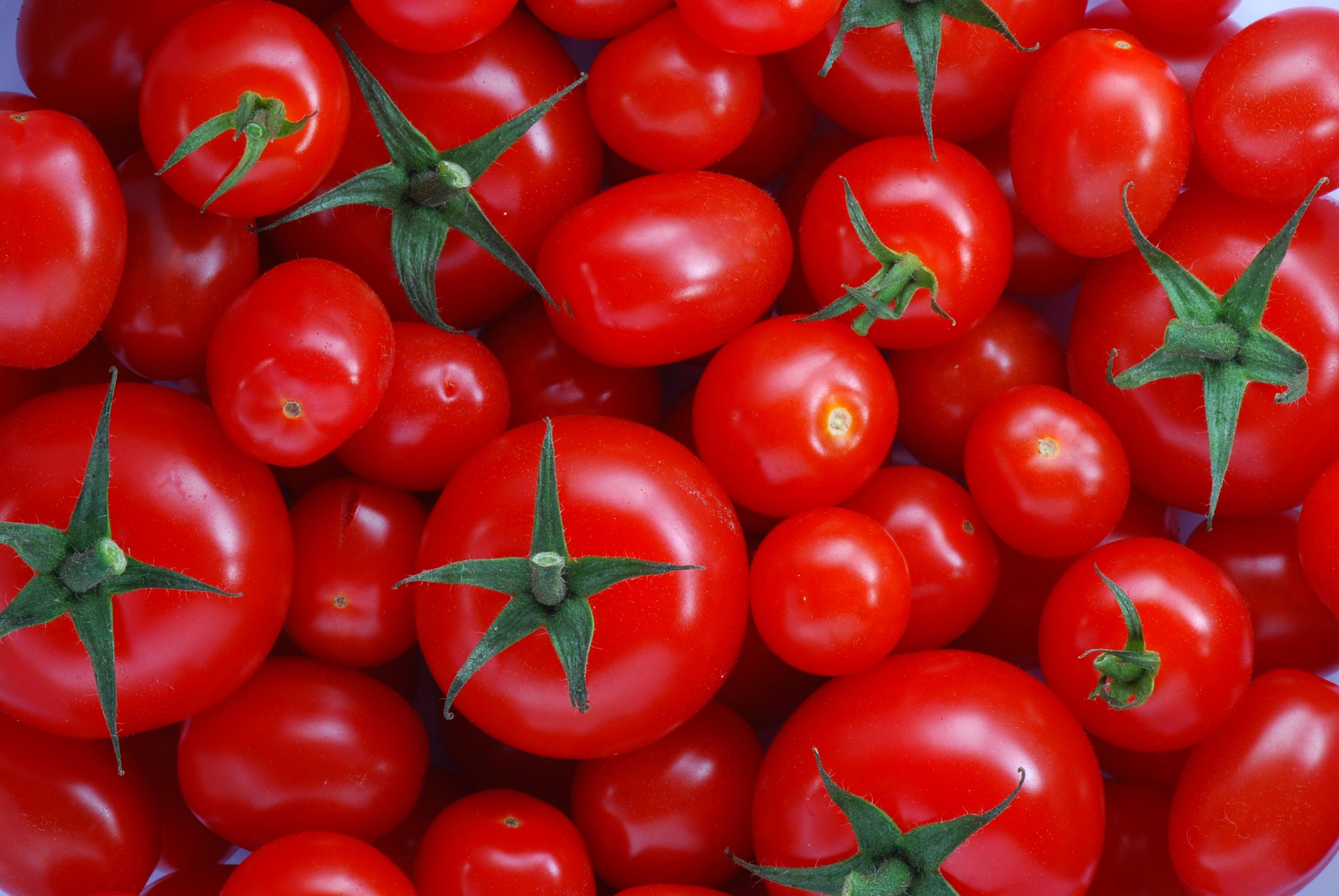 Tudo o que precisa de saber sobre o Tomate