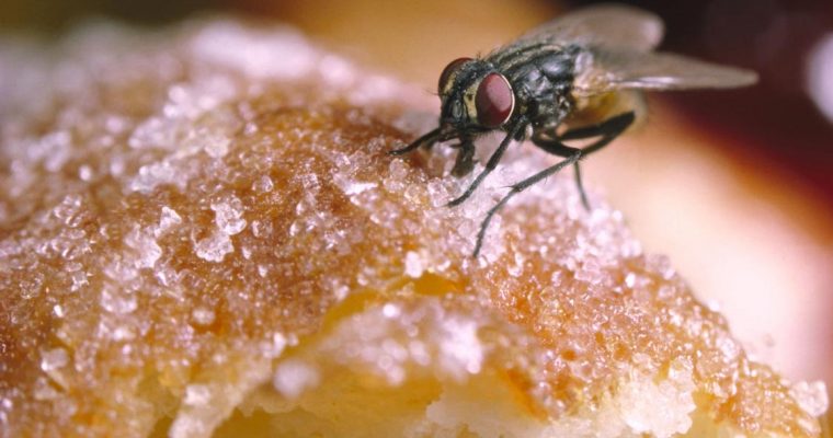 Verão: truques naturais para espantar moscas