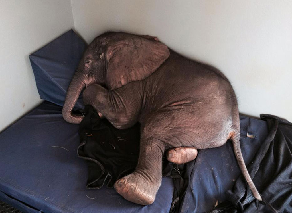 Elefante bebé abandonado pela família cria amizade com um cão