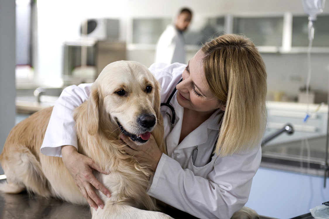 5 sinais que indicam que devemos levar o nosso animal de estimação imediatamente ao veterinário