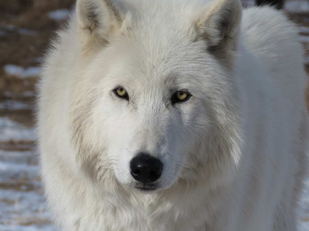 Cão-lobo: um animal muito bonito e com instinto selvagem!