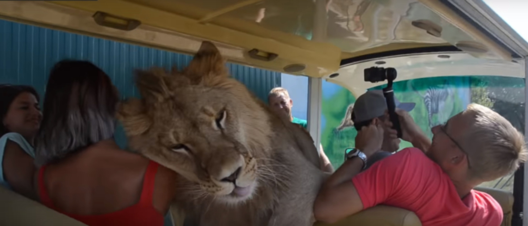 Leão invade jipe com turistas… e tem uma reação surpreendente!