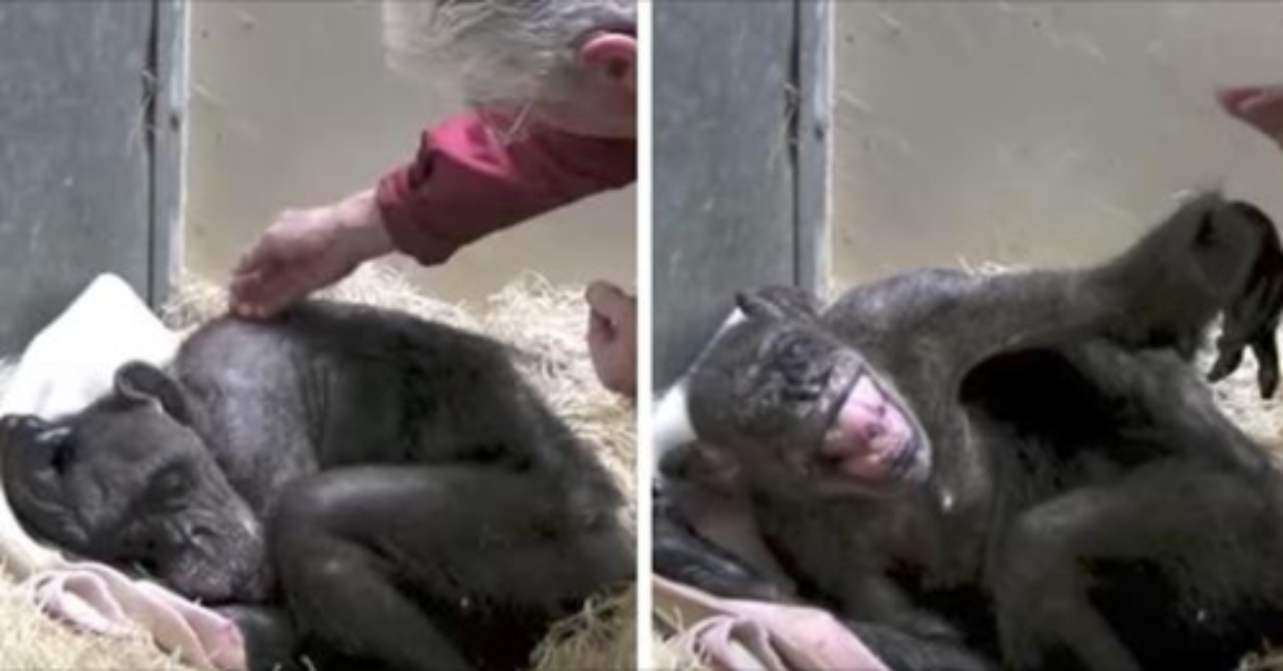 Chimpanzé fica muito feliz ao ver o seu velho amigo pela última vez!