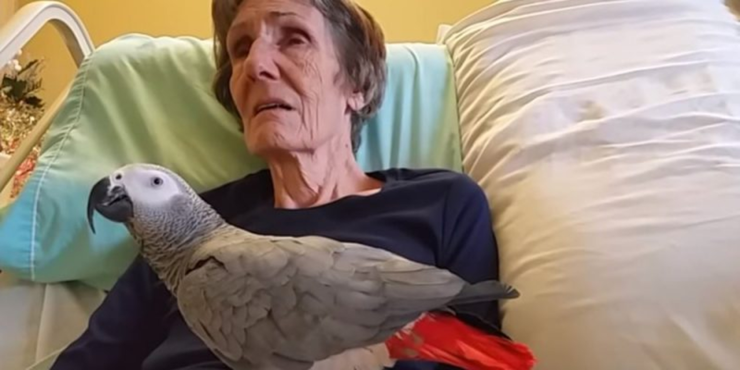 No fim da vida, mulher despede-se do seu papagaio com gesto comovente