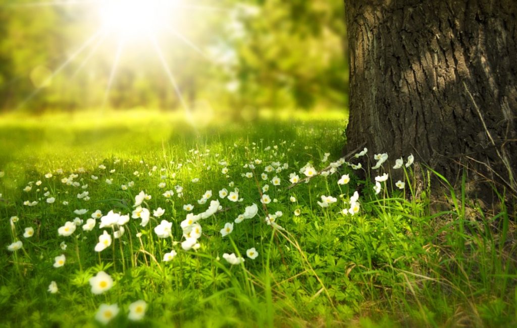 Bem-vinda, primavera! Eis 6 curiosidades sobre esta estação!