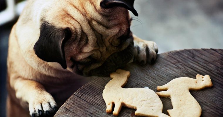 Biscoitos caseiros para amigos de 4 patas