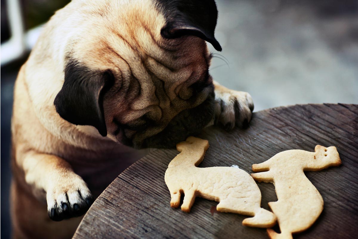 Biscoitos caseiros para amigos de 4 patas