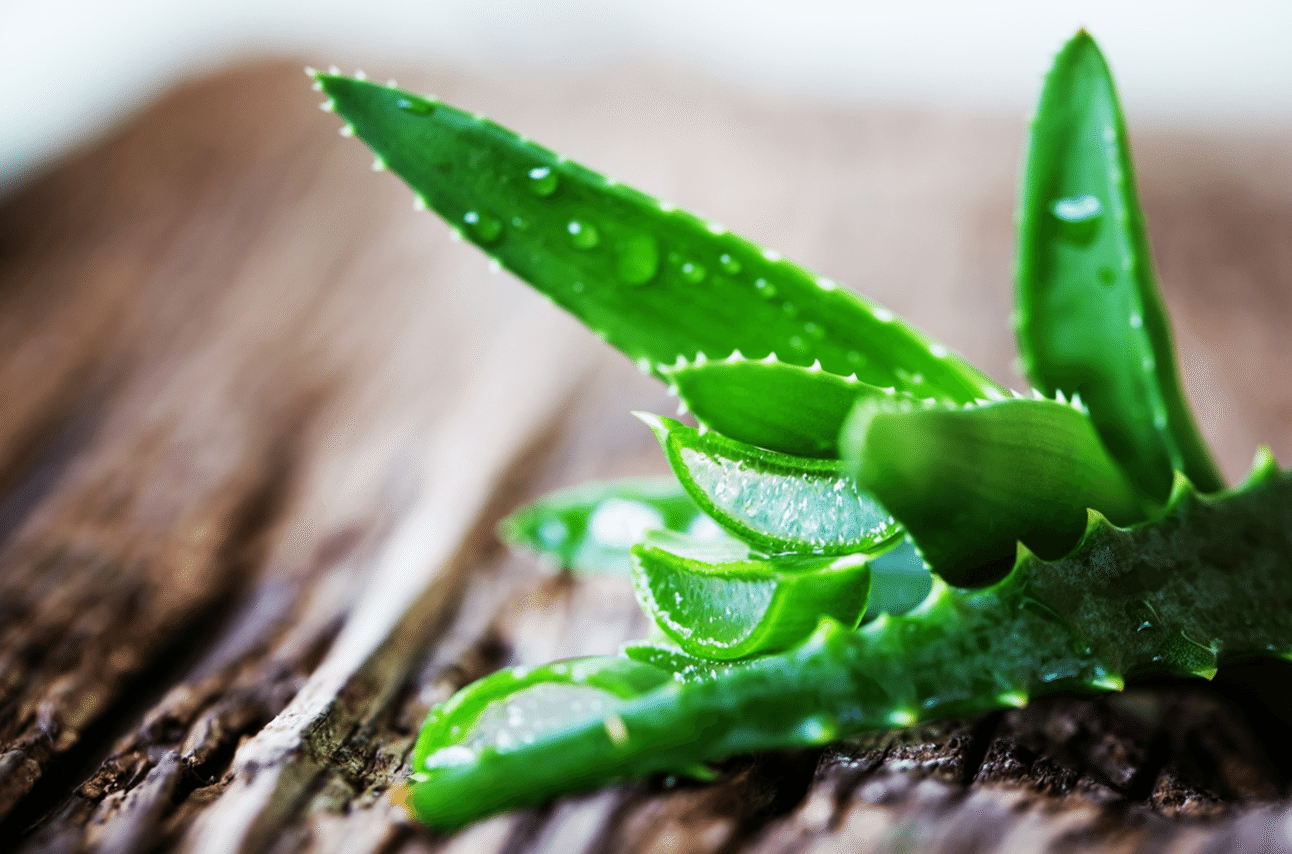 O poder da aloé vera para a sua saúde