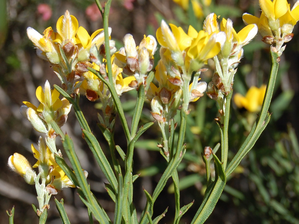 O que ainda não sabe sobre plantas medicinais