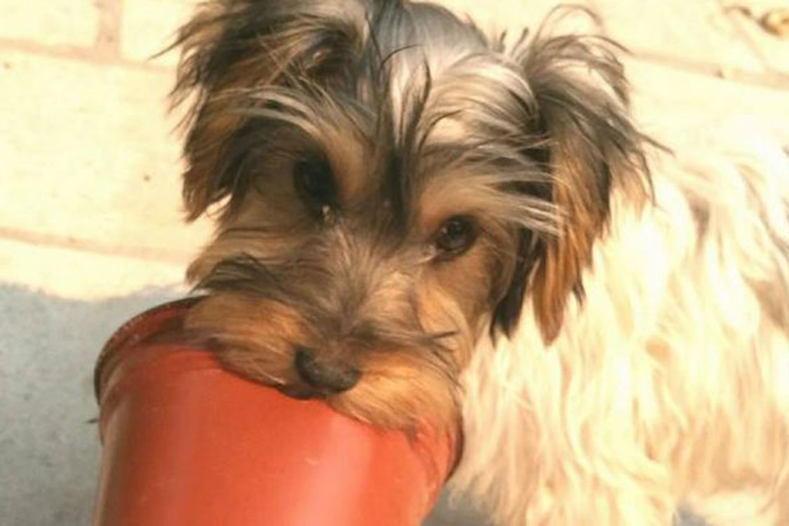 Giovanna, a cadela que salvou a família do grande incêndio