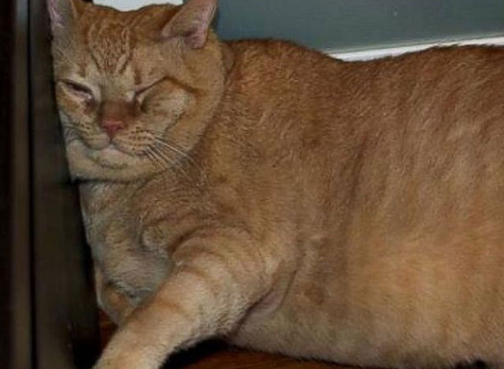 Symba, o gato de 16 kg que ganhou uma nova família