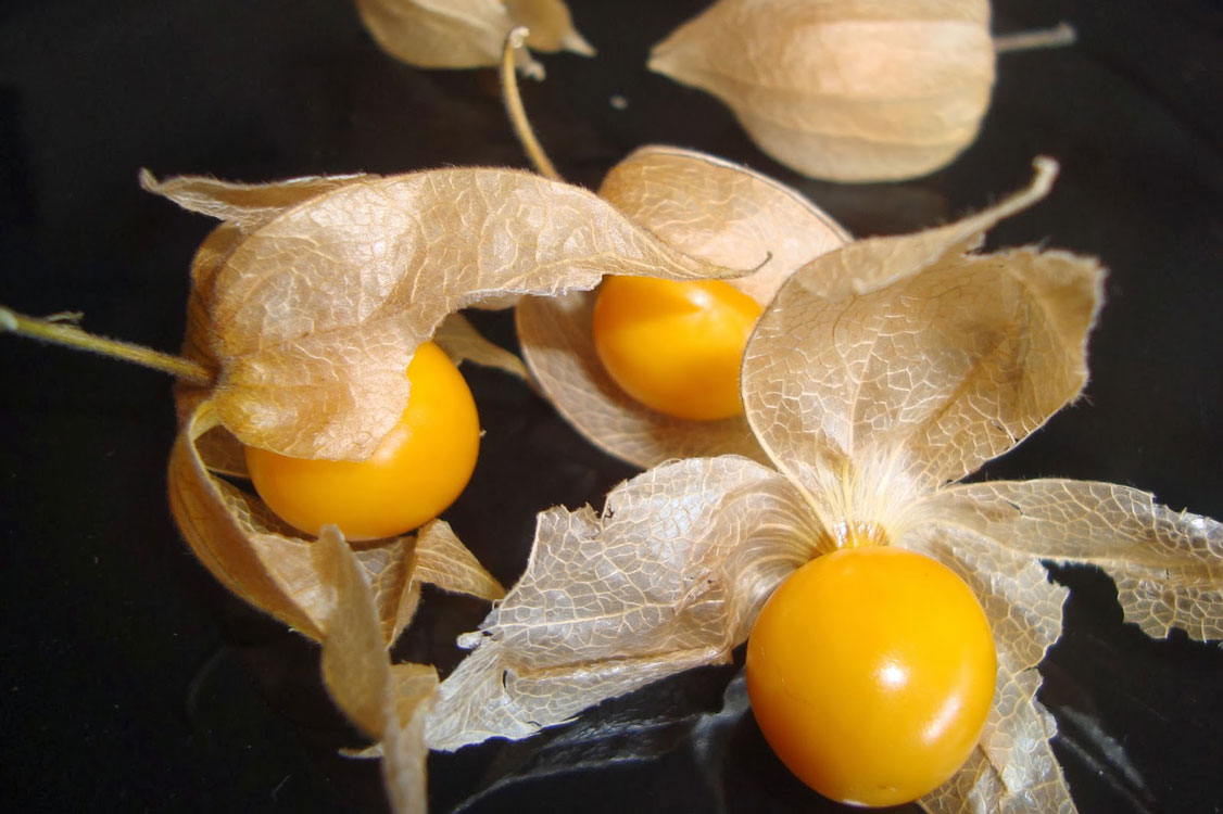 Planta da amazónia promete ajudar na cura do alzheimer