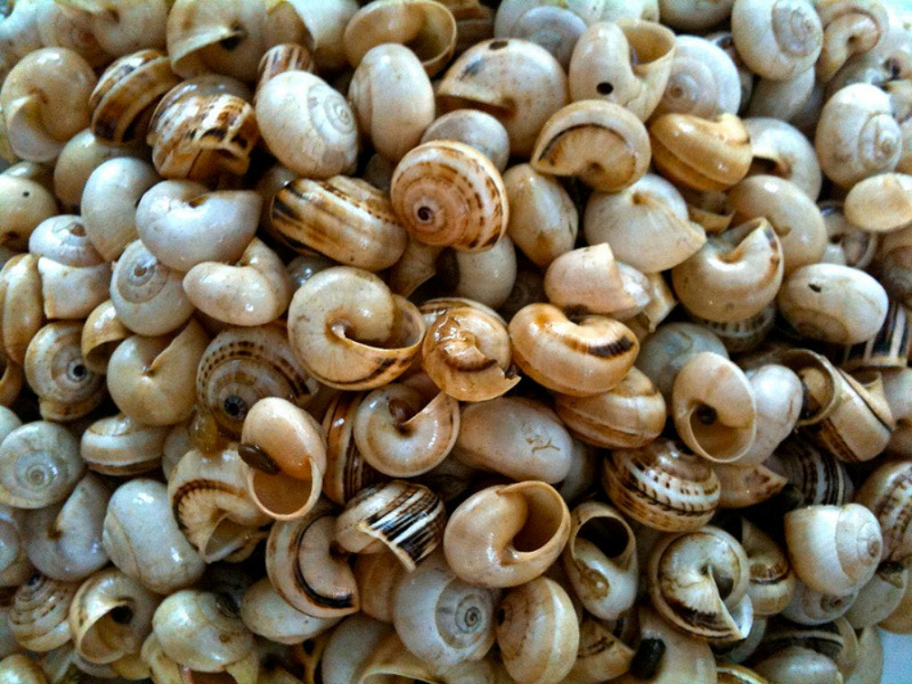 3 sítios para comer caracóis em Lisboa… sem ter de esperar por junho!