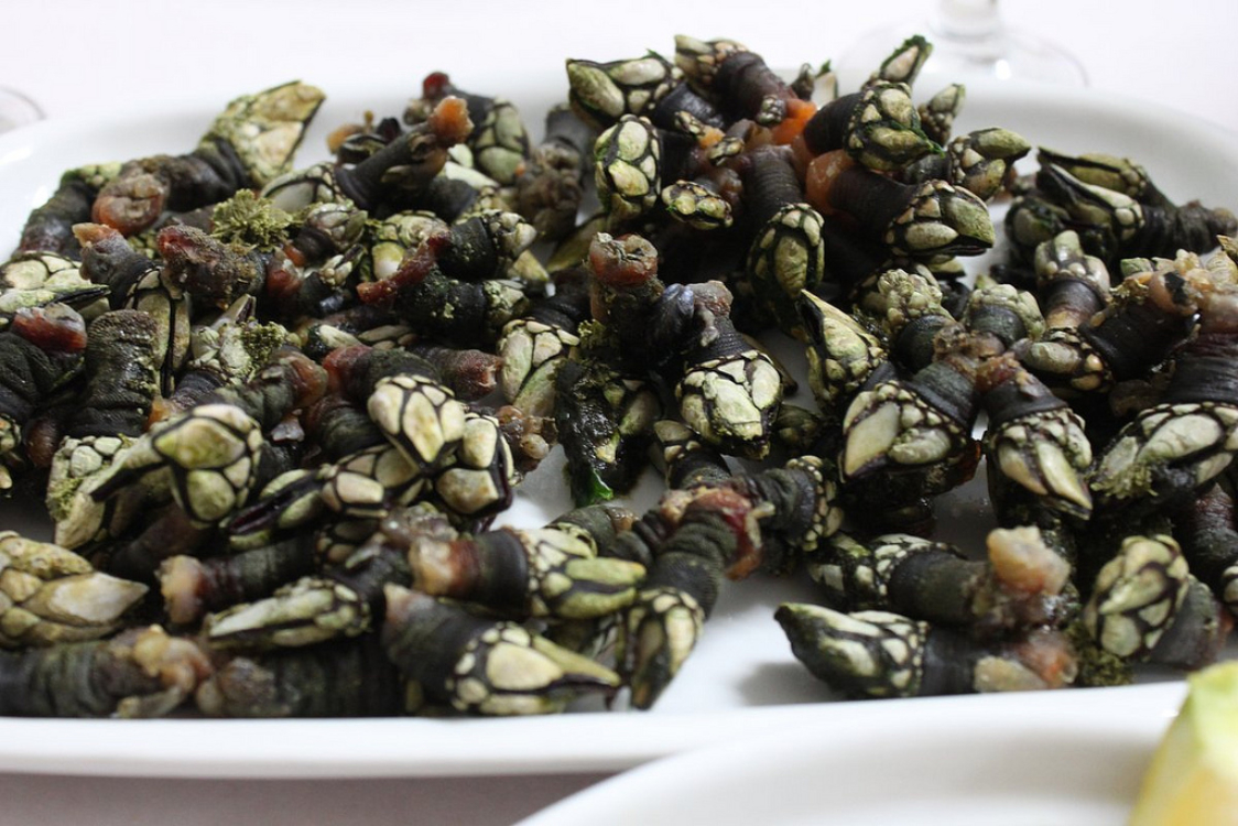 Receita de percebes cozidos