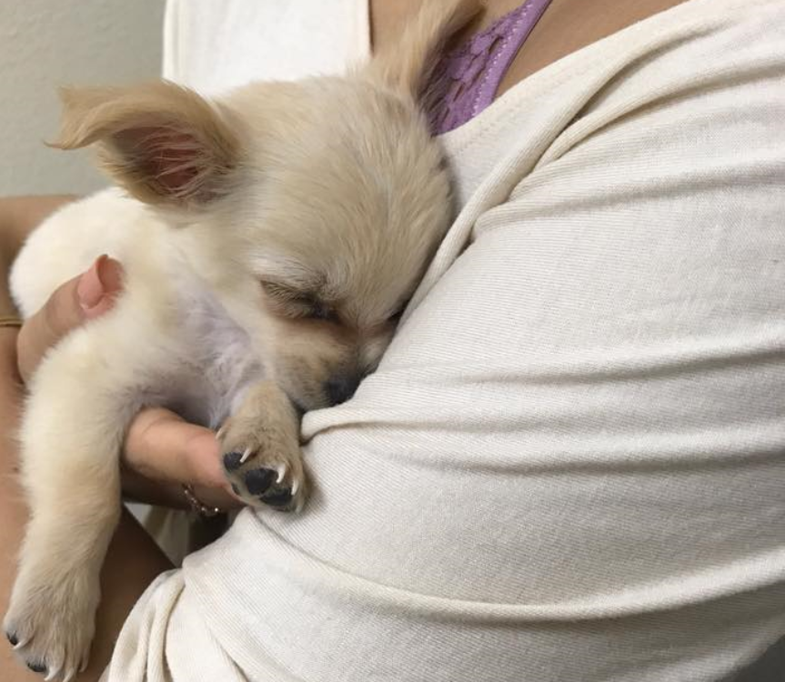 Cãozinho é abandonado no aeroporto com um bilhete comovente!