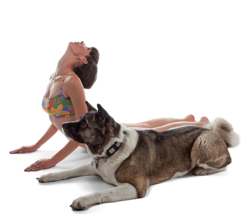 Fazer ioga com o cão é a nova moda no mundo saudável!