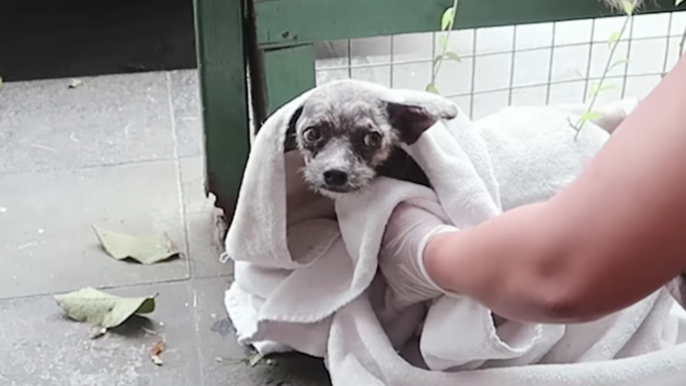 Para o veterinário, este cão não tinha solução! Mas o amor da dona mudou tudo!