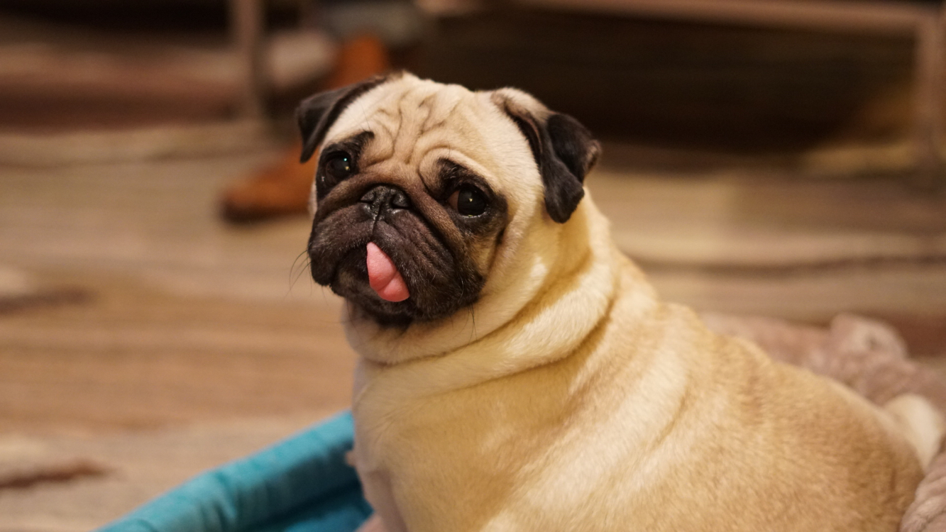 4 coisas que a Carlota está sempre a fazer para provar que gosta mesmo muito de mim!