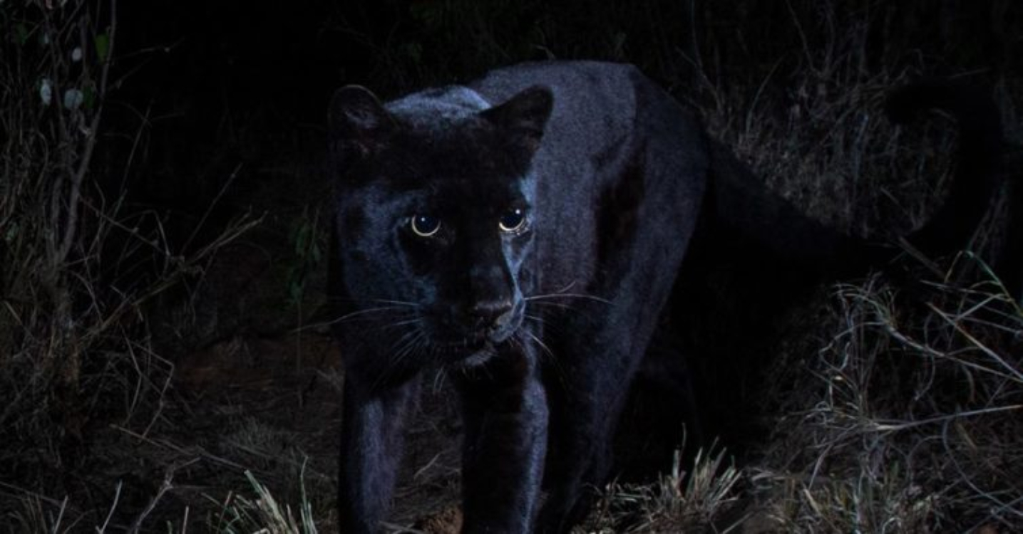 Pantera negra captada em fotografia rara no Quénia!