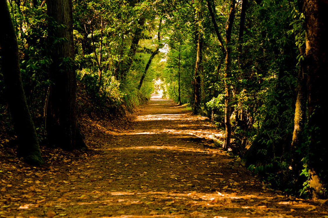 Há um trilho obrigatório para fazer na encantada Mata do Buçaco!