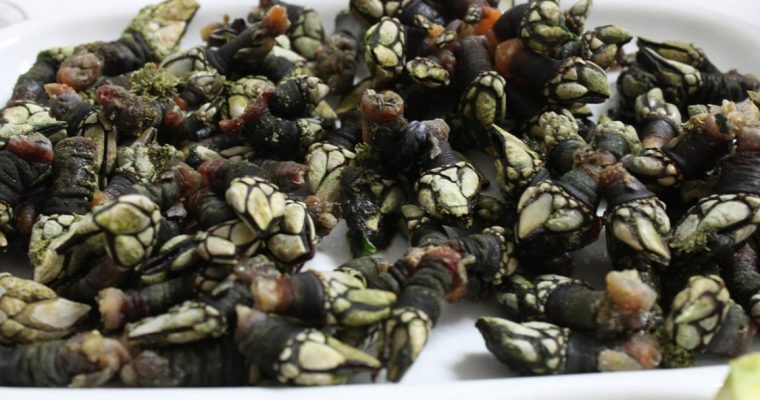 Percebes cozidos: fique com a receita deste rico petisco!