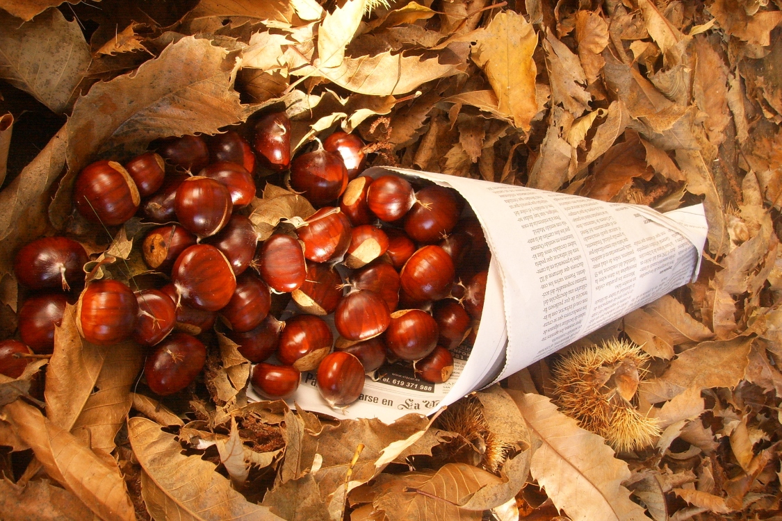Hoje é Dia de São Martinho! Conheça estas 5 receitas com castanhas!